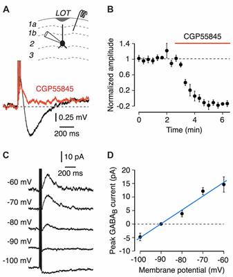 Pre- and Postsynaptic Activation of GABAB Receptors Modulates Principal Cell Excitation in the Piriform Cortex